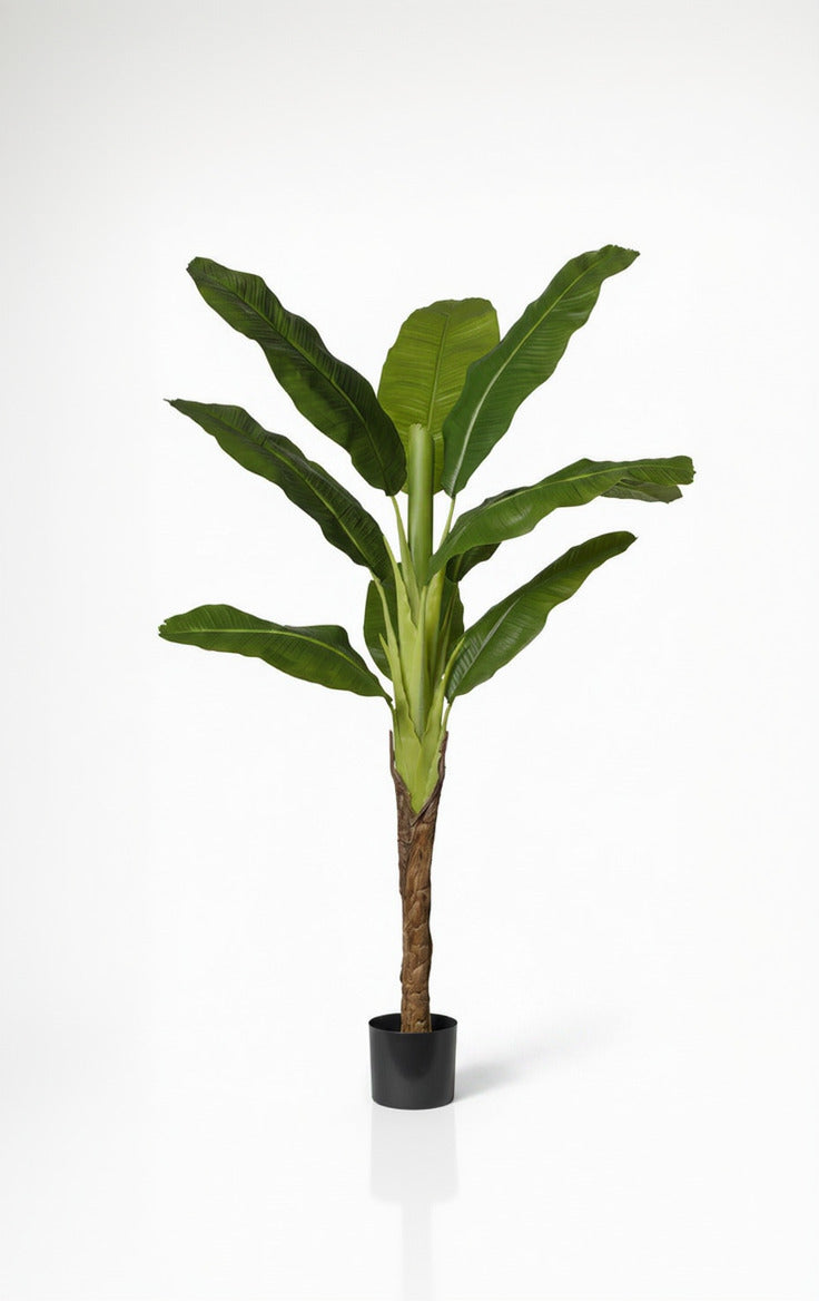 Pianta banano