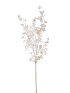 Ramo Fiorellini