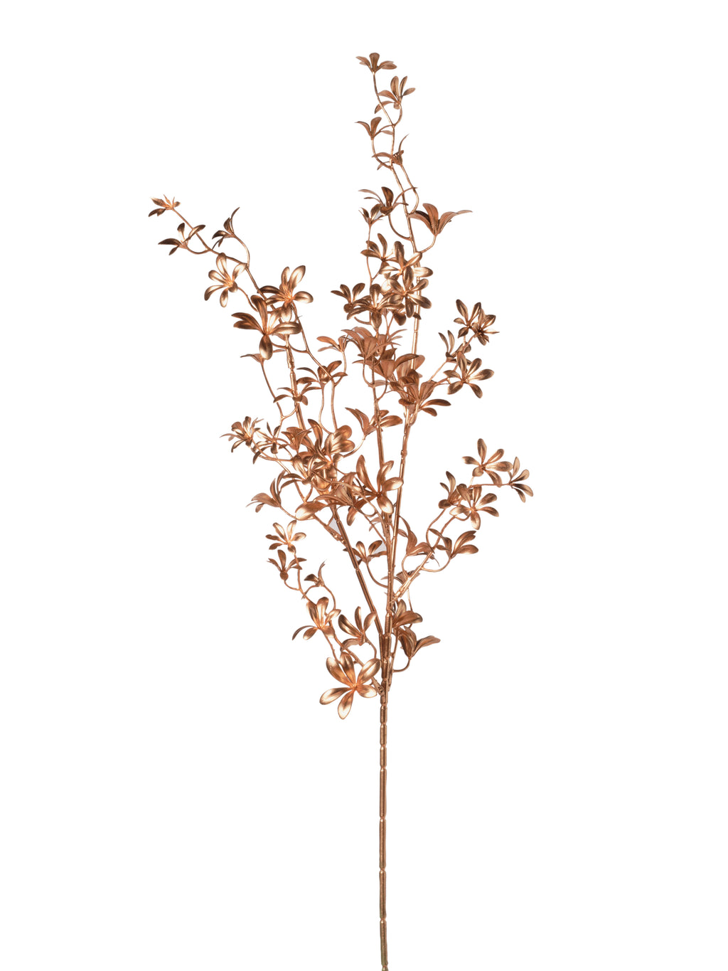 Ramo Fiorellini