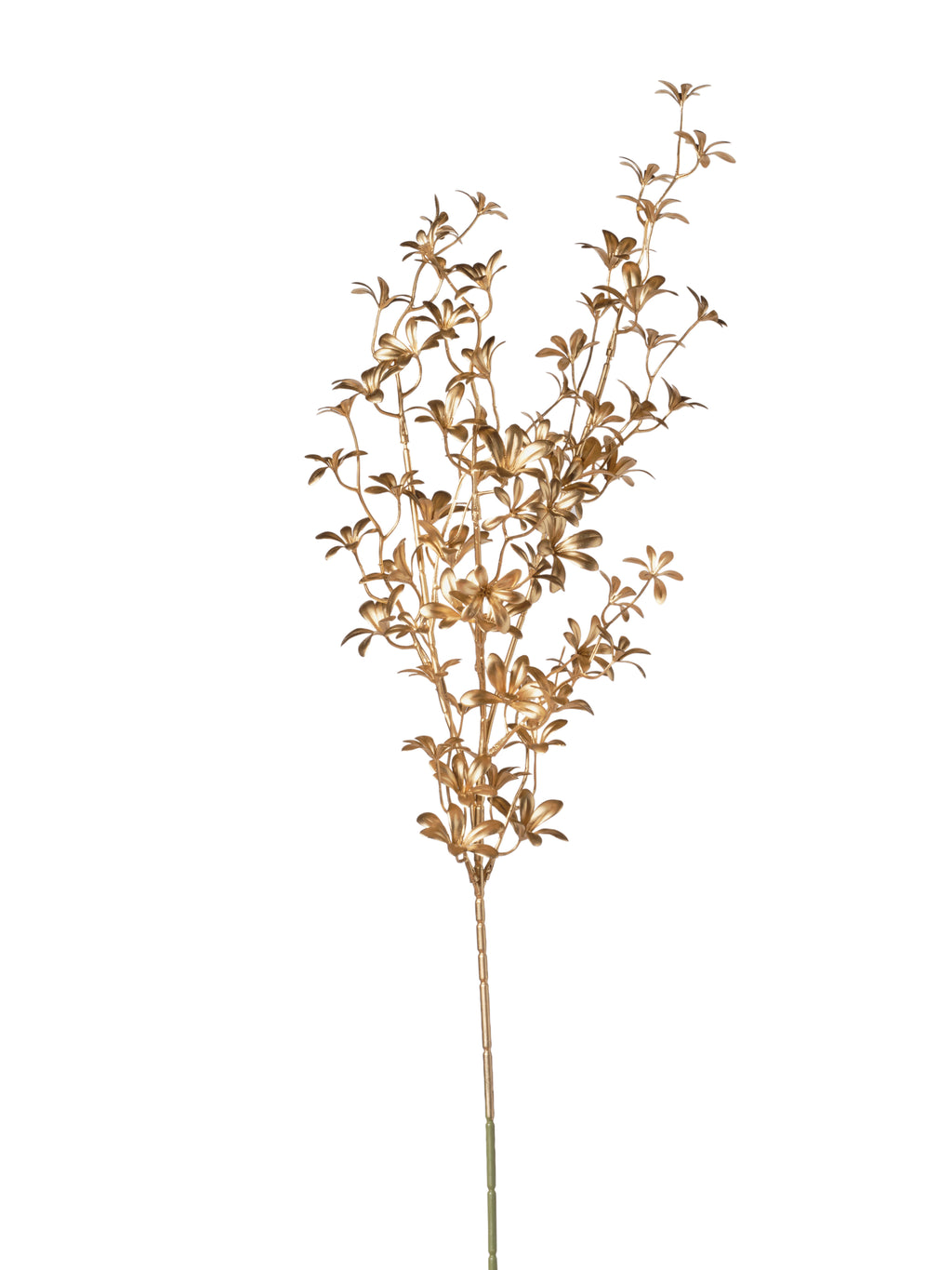 Ramo Fiorellini