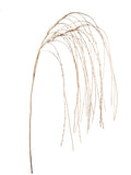 Ramo Erba