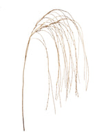 Ramo Erba
