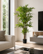 Pianta bamboo