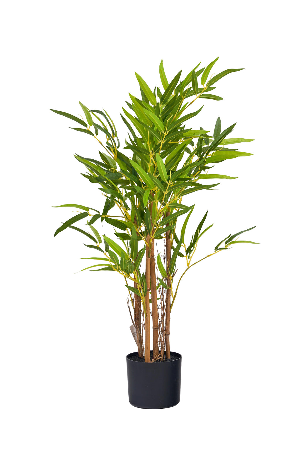 Pianta bamboo