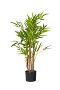 Pianta bamboo