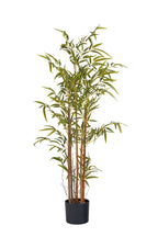 Pianta bamboo