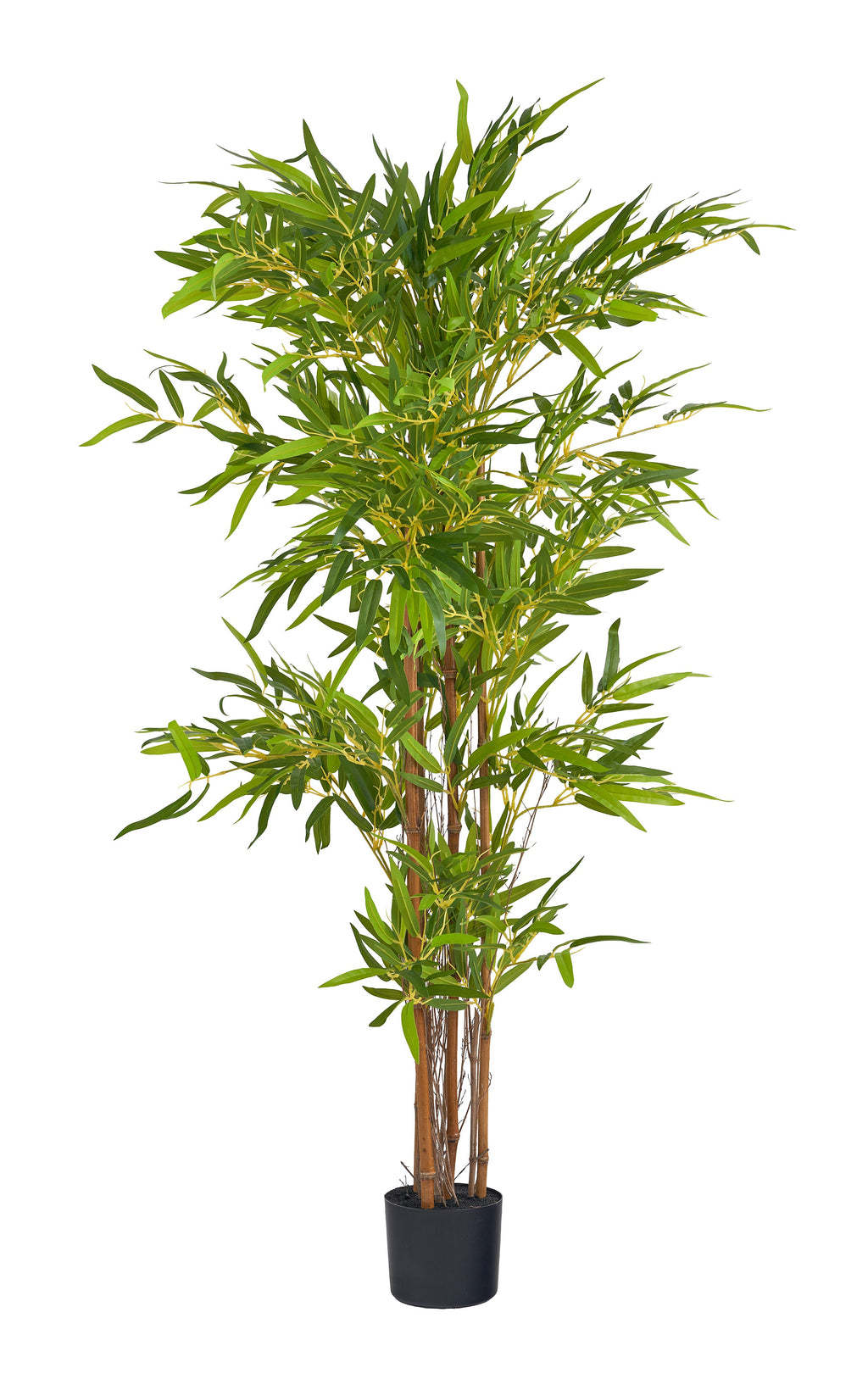Pianta bamboo