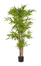 Pianta bamboo