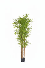 Pianta bamboo