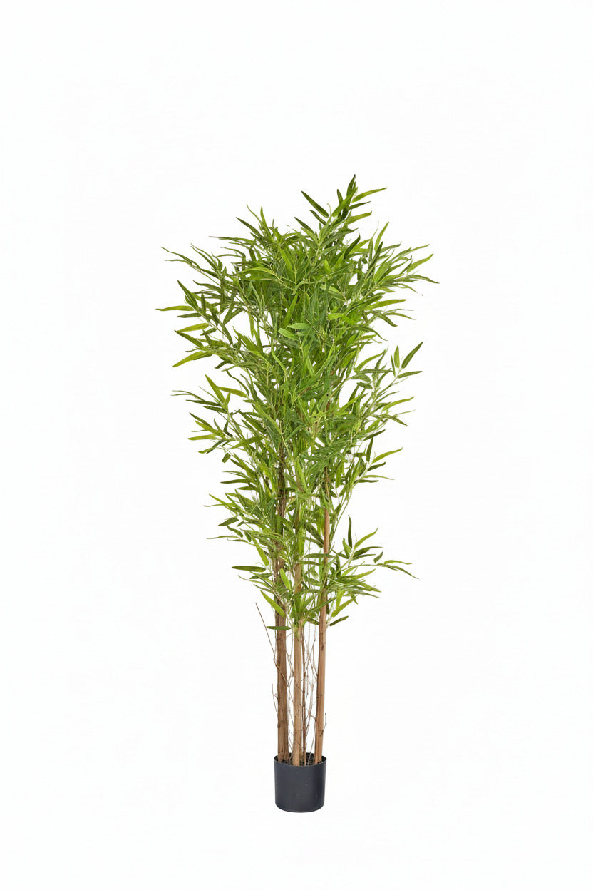 Pianta bamboo
