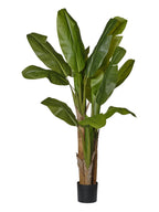 Pianta banano