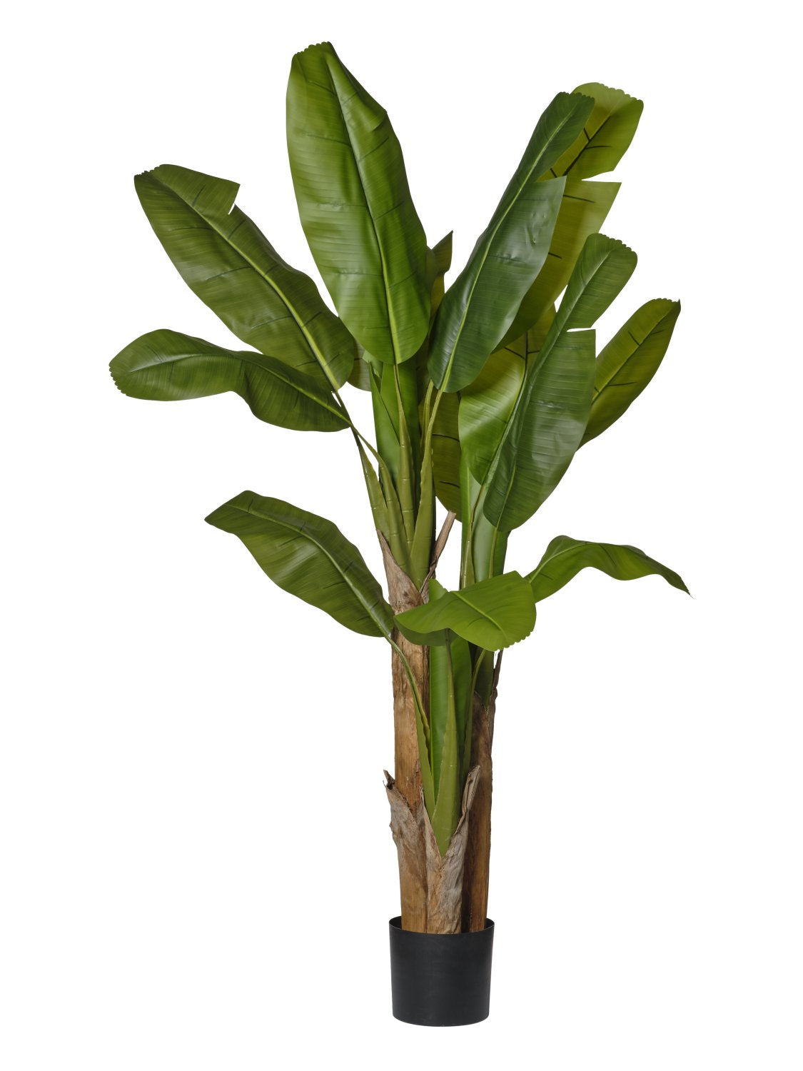 Pianta banano