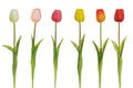 TULIPANO IN GOMMA CON DUE FOGLIE