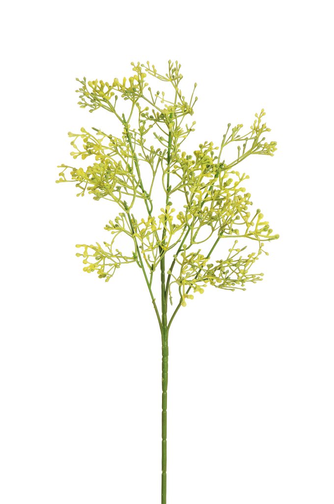 FIORE ROSMARINO