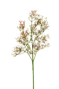 FIORE ROSMARINO