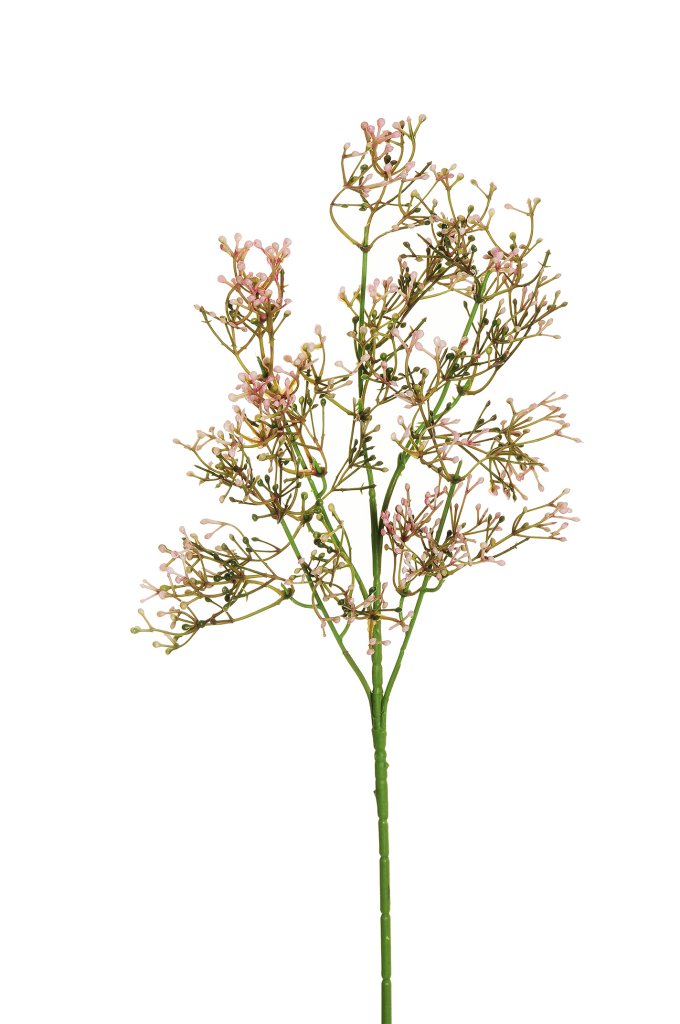 FIORE ROSMARINO