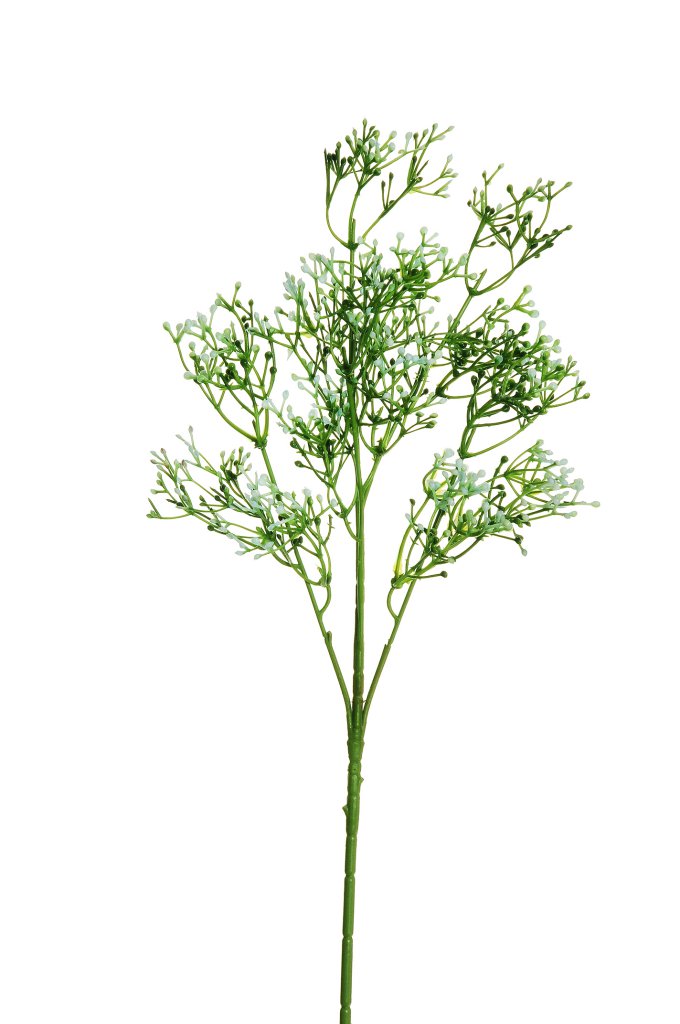 FIORE ROSMARINO