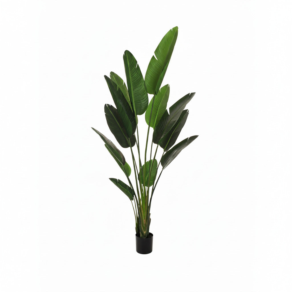 Pianta strelizia