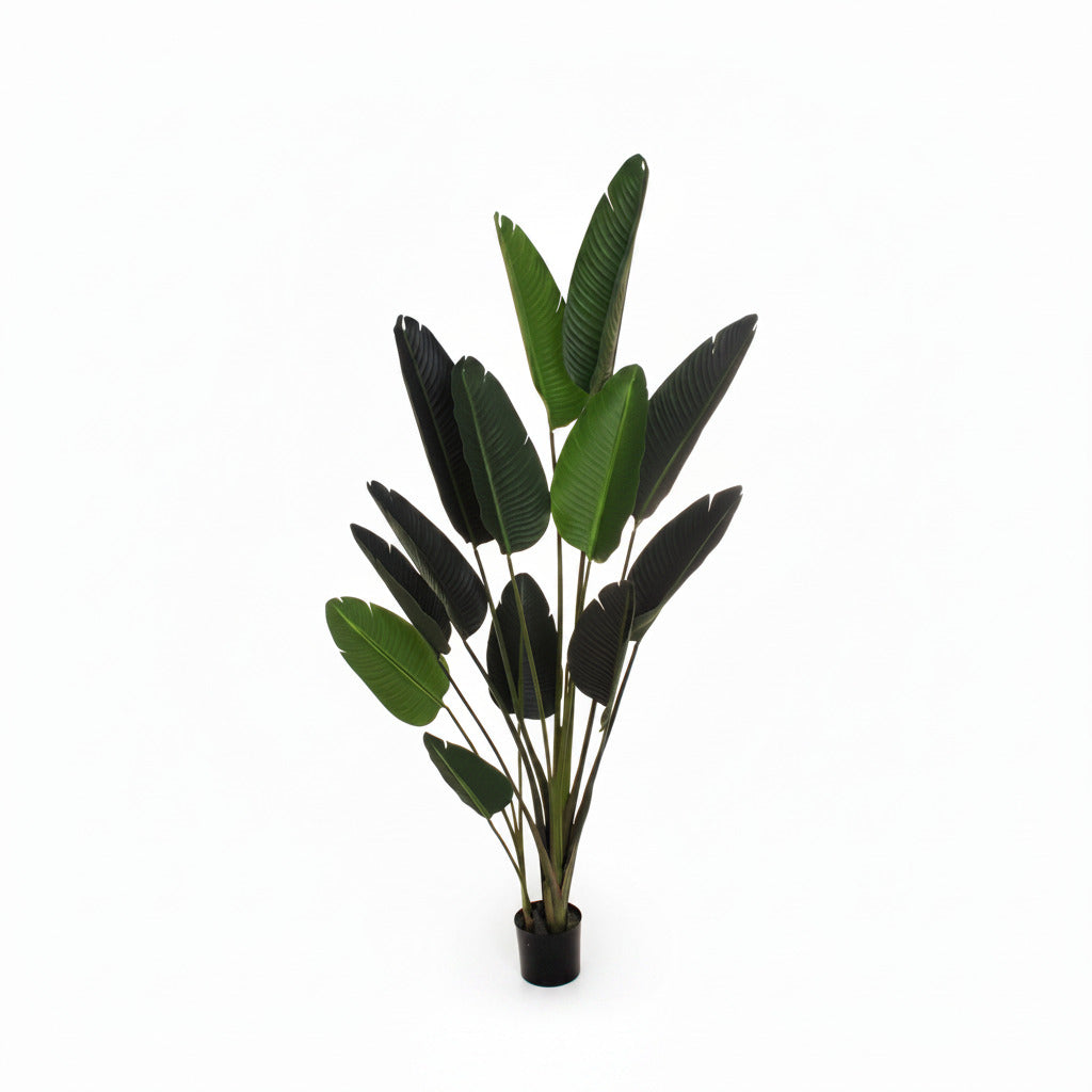 Pianta strelizia