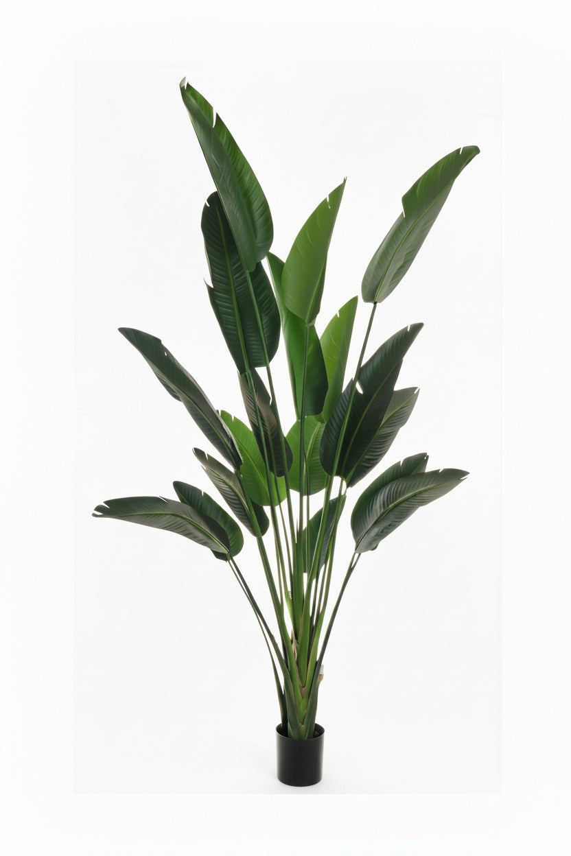 Pianta strelizia
