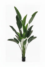 Pianta strelizia