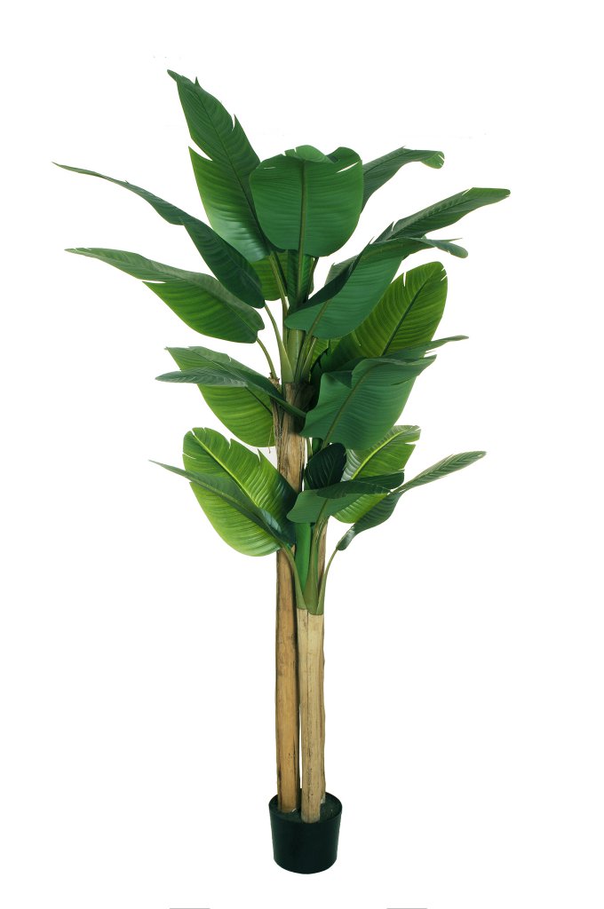 Pianta banano