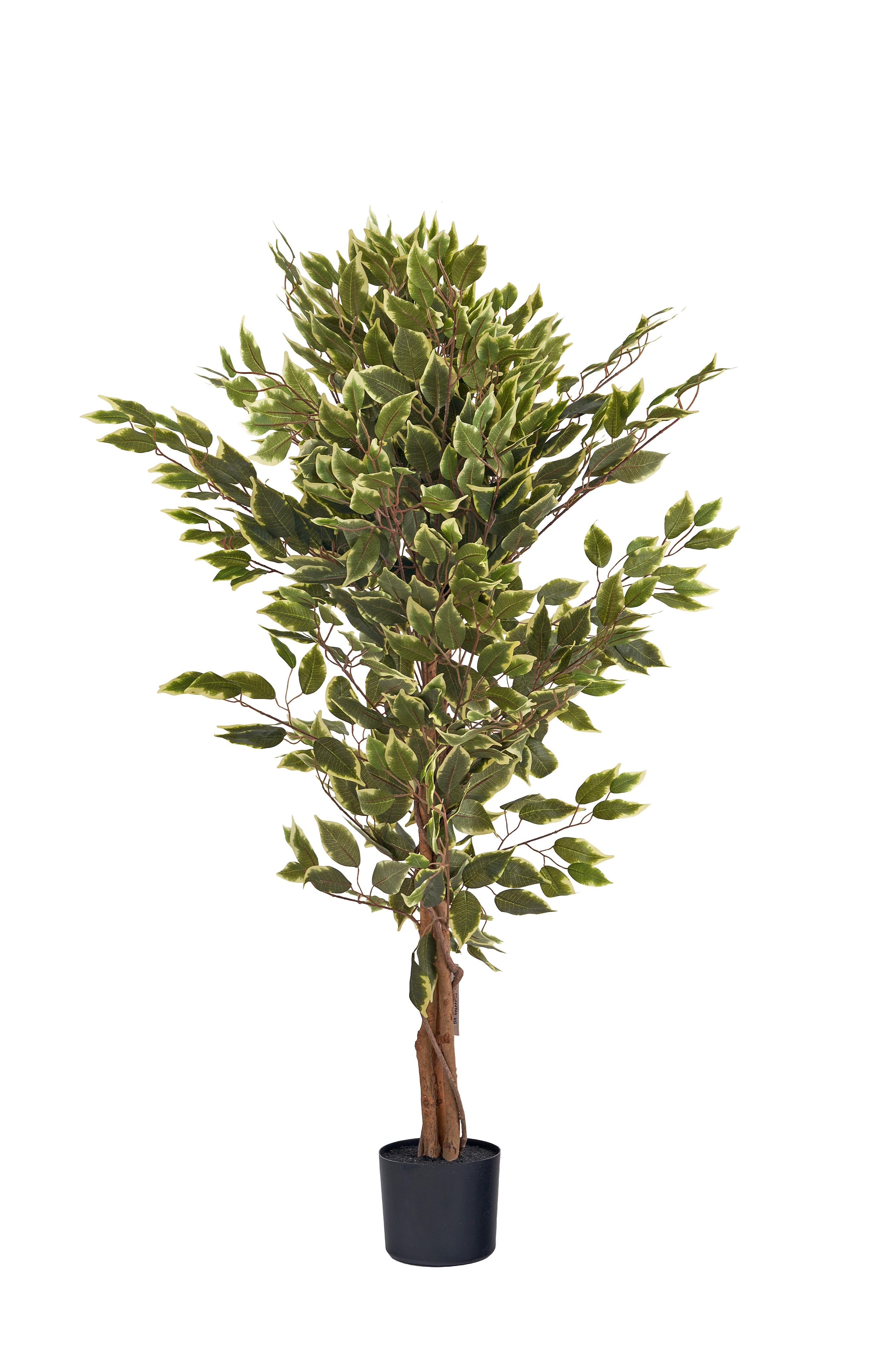 Pianta Ficus