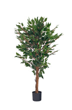 Pianta Ficus