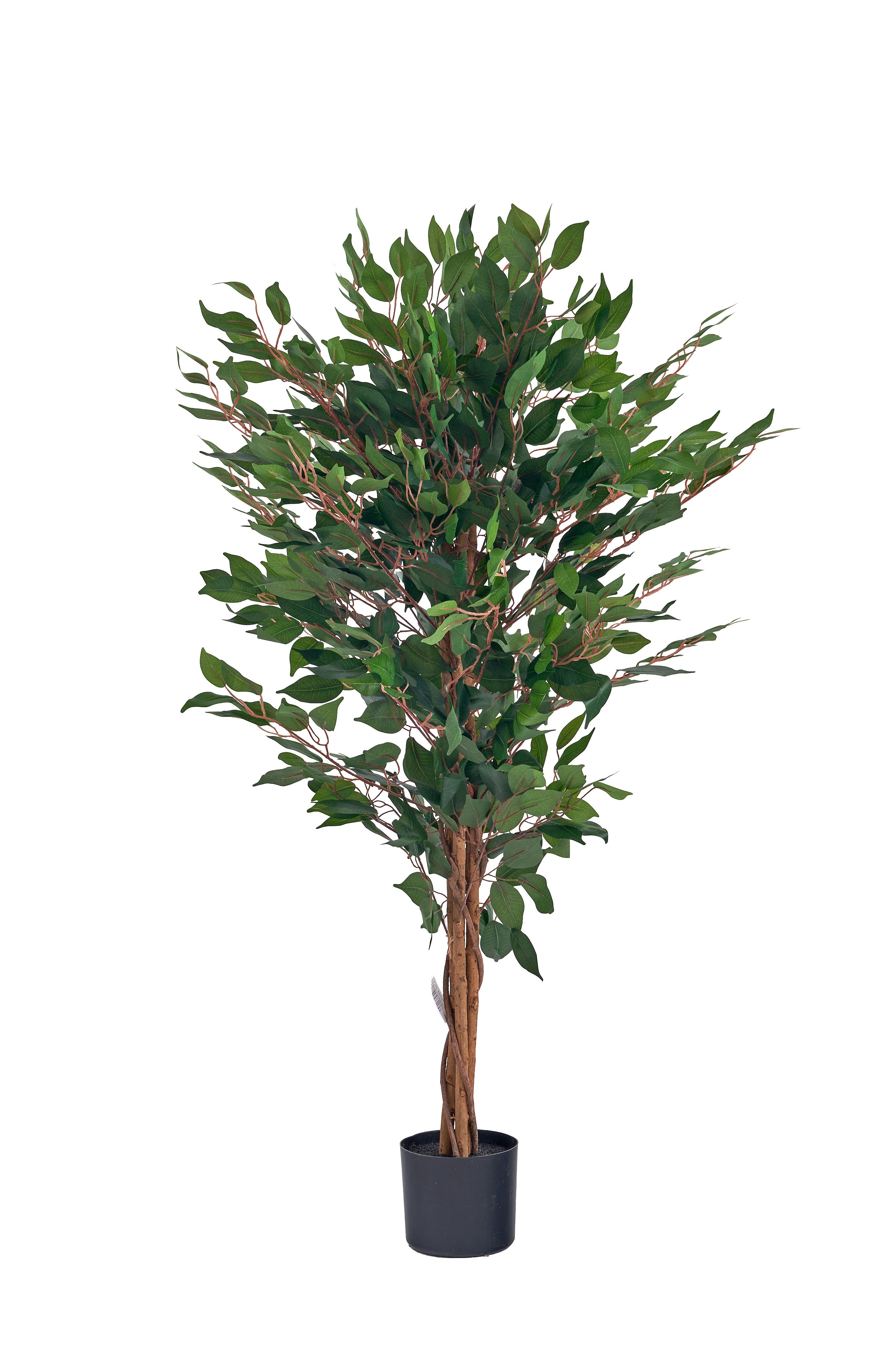 Pianta Ficus