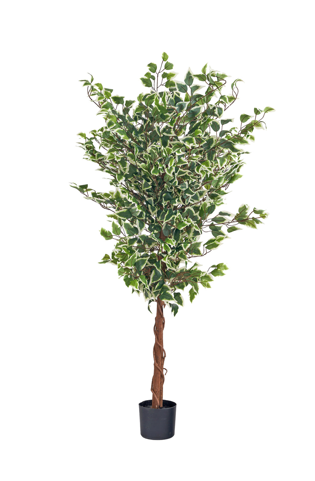 Pianta Ficus