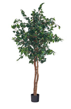 Pianta Ficus
