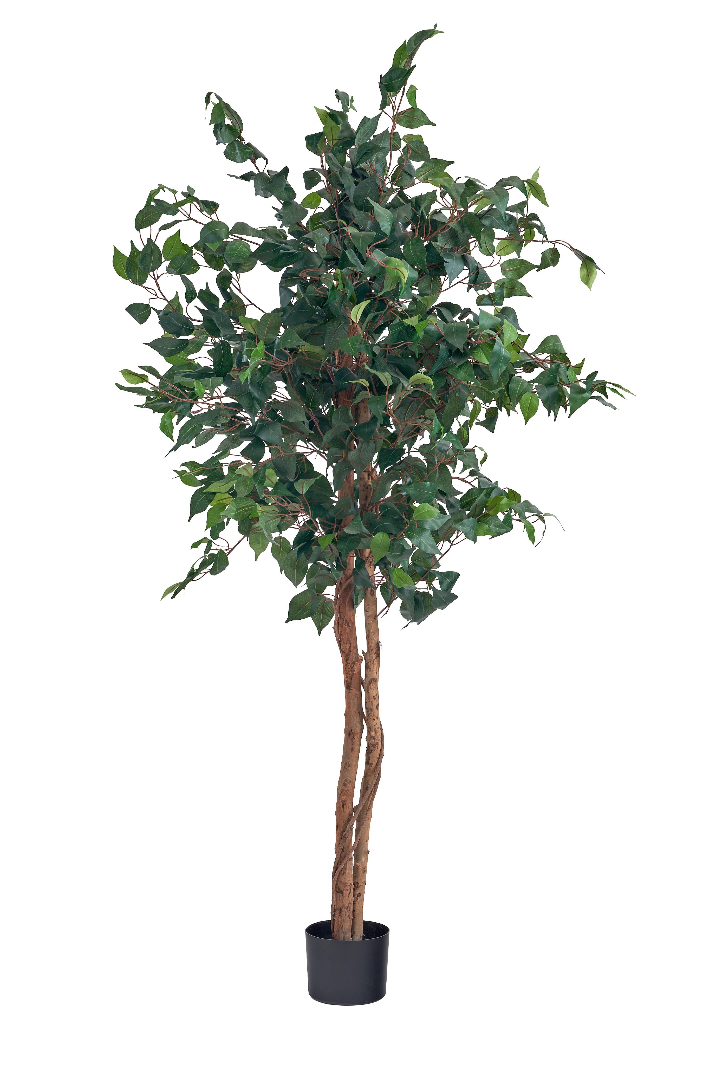 Pianta Ficus