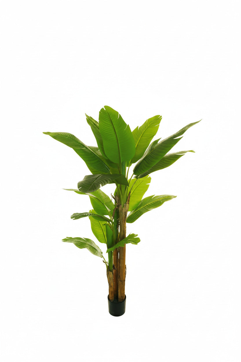 Pianta banano