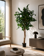 Pianta Ficus